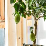 12 árboles frutales que puedes cultivar en el interior para obtener un rendimiento comestible