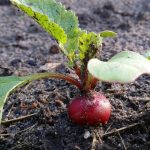 5 vegetales de interior SÚPER RÁPIDOS que puedes cultivar en aproximadamente un mes